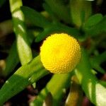 Cotula coronopifolia Blüte