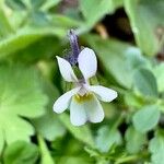 Viola kitaibeliana Fleur