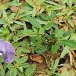 Vigna vexillata Flower