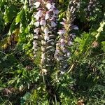 Acanthus mollisപുഷ്പം