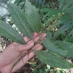 Vismia camparaguey Leaf