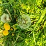 Taraxacum campylodesŽiedas