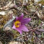 Pulsatilla vulgarisÇiçek