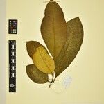 Tabernaemontana stenosiphon Άλλα