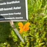 Coreopsis auriculata Kvet