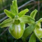 Ophrys sphegodes Flor