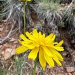 Gelasia hirsuta Flower