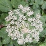 Peucedanum ostruthium Flower