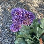 Limonium sventeniiFlower