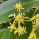 Rhizophora racemosa Цвят