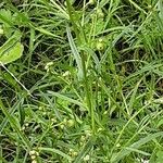 Senecio squalidus Libunga