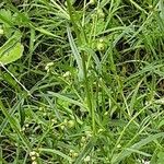 Senecio squalidus Habit