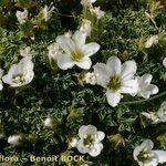 Arenaria tetraquetra Tervik taim