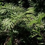 Blechnum corbassonii Облик