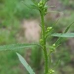 Conyza bonariensis 叶