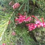 Grevillea rosmarinifolia Kukka