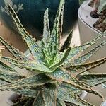 Aloe rauhii Лист