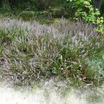 Calluna vulgaris Hábitos