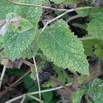 Salvia verticillata Leaf