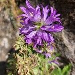 Campanula spicataBlodyn