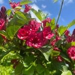 Weigela hortensis Flower