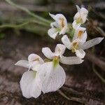 Microcoelia konduensis Flower