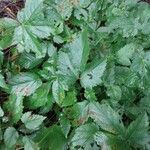 Astilbe simplicifolia Blad