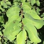 Annona senegalensis Feuille