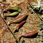 Astragalus australis Frukto