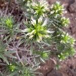 Echium aculeatum Blüte