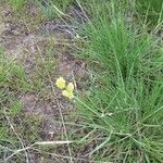 Lomatium triternatum Hàbitat