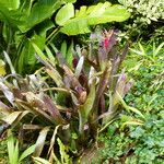 Billbergia vittata Leaf