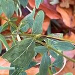 Hypericum hirsutum Blatt