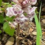 Orobanche crenata Kukka