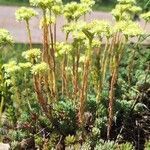 Petrosedum sediforme Kwiat