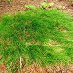 Carex eburnea आदत