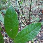 Anaxagorea dolichocarpa Leaf