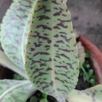 Kalanchoe gastonis-bonnieri List