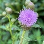 Cirsium altissimum Kvet