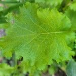 Brassica juncea Hoja