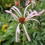 Echinacea pallida Цвят