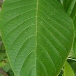 Justicia adhatoda Leaf