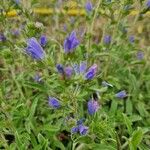 Echium arenarium Flower