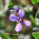 Moricandia arvensis Flower