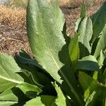 Grindelia integrifolia List