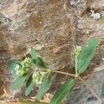 Euphorbia nutans Fleur