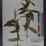 Elaeagnus caudata