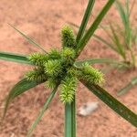 Cyperus aggregatus Plod