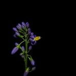 Solanum terminale Flower