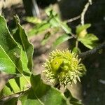 Quercus acutissimaFruit